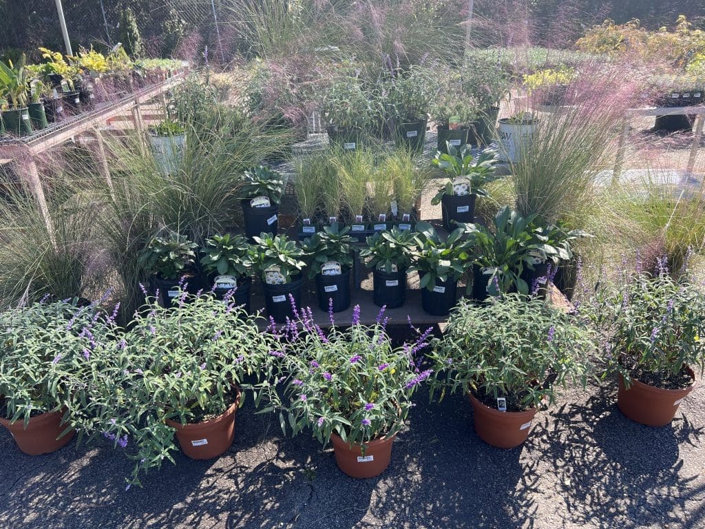Plantes de sauge de brousse mexicaine Plantes de sauge de brousse mexicaine