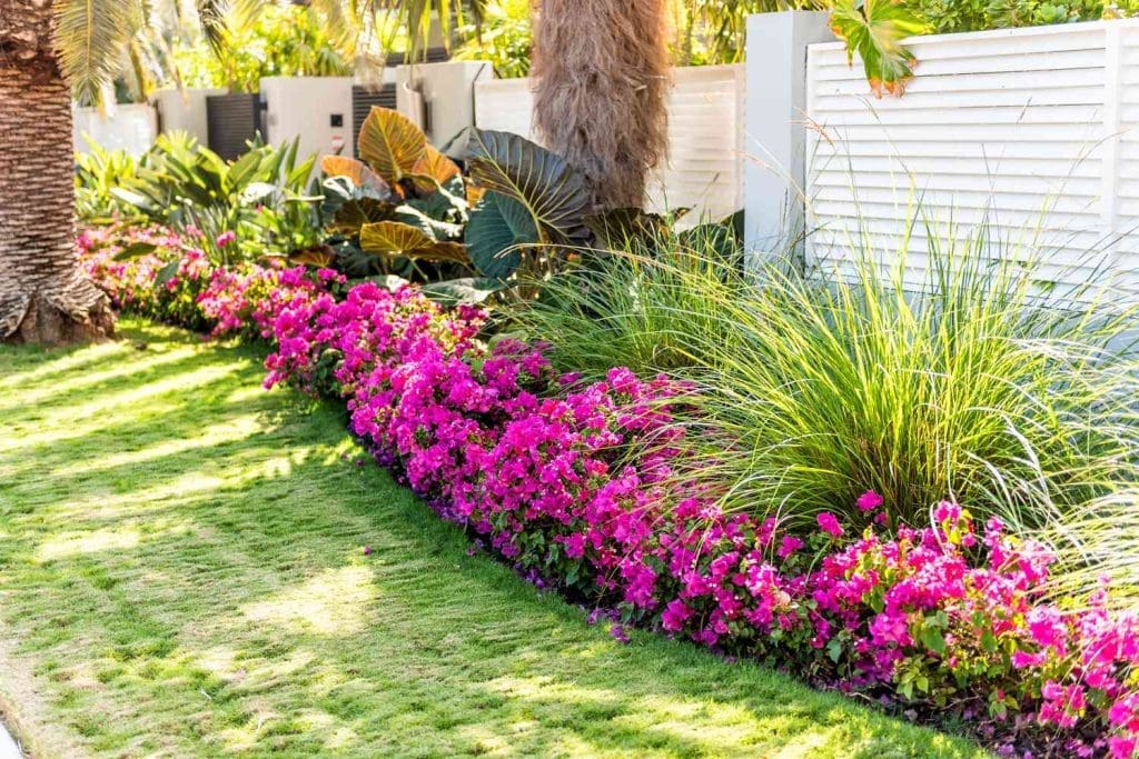 images Pelouse et plantes